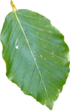 File:Leaf.png